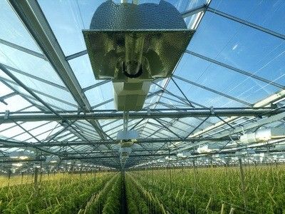 토마토 오징어 라투스 재배 시스템 총 무게 2000,000kg 요청 맞춤화