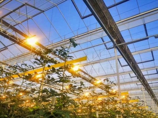 온실 패키지에 있는 심초를 위한 다발식 심방 총 무게 2000.000kg