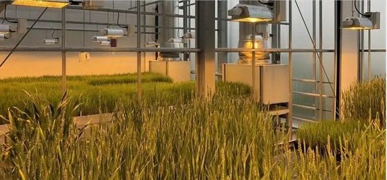 온실 패키지에 있는 심초를 위한 다발식 심방 총 무게 2000.000kg