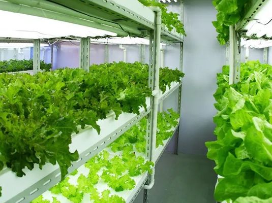 빗 커튼 제어 조명 온실 2000,000kg 패키지 총 무게