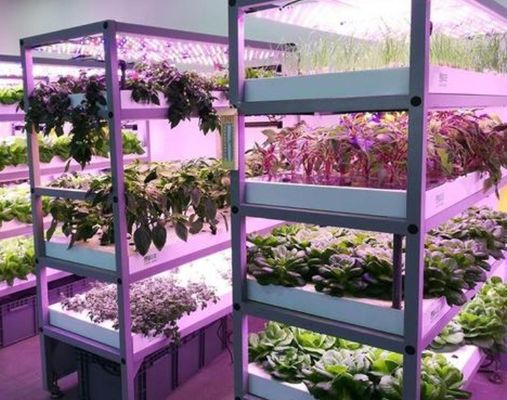 빗 커튼 제어 조명 온실 2000,000kg 패키지 총 무게