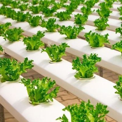 필름 온실 수식 시스템 패키지 총 무게 2000.000kg 사용자 지정 요청
