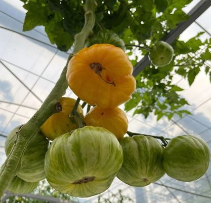 필름 온실 수식 시스템 패키지 총 무게 2000.000kg 사용자 지정 요청
