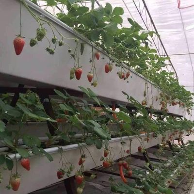 수식 시스템 기후 조절 필름 온실