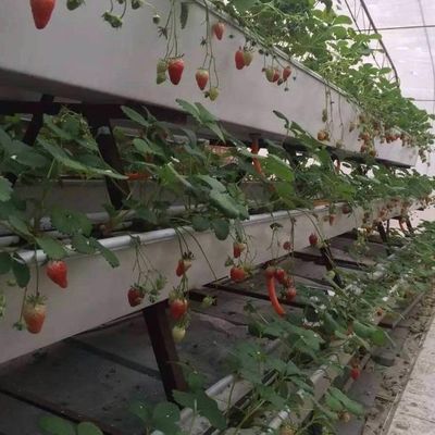9.6m 필름 온실, 토양 없는 재배에서 최대수확과 초기 지불