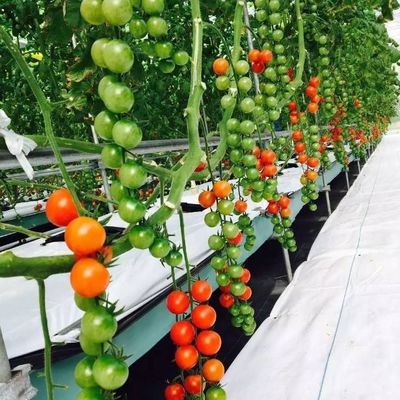 9.6m 필름 온실, 토양 없는 재배에서 최대수확과 초기 지불