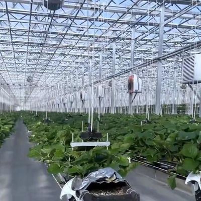 원산지 꽃 재배를 위한 유리 온실 수식 시스템 US 20/평방 미터