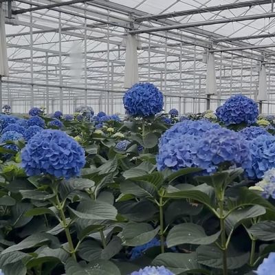 좋은 빛 전달 유리 온실 수식품 100.000kg 패키지 총 무게