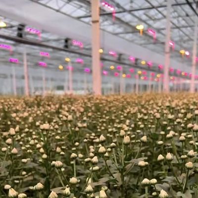 맞춤형 및 100,000kg 패키지 총 무게와 함께 온실 수식 시스템