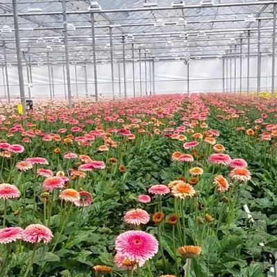 플로트 싱글 레이어 홀 글래스 온실 수식물