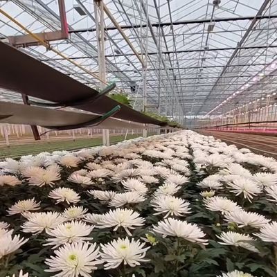 플로트 싱글 레이어 홀 글래스 온실 수식물