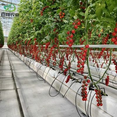 턴키 유리 및 생산 능력 커버 수직 농업을위한 생산 온실