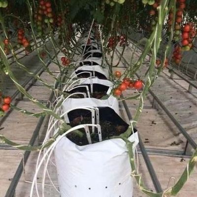 배아 재배를 위한 온실, 습한 커튼과 사용자 정의 가능한 옵션으로 조명