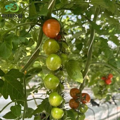 수식 재배 방법 농업 토마토/ 과일용 유리 온실