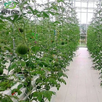 맞춤형 스판 8m 9.6m 12m 오징어 온실