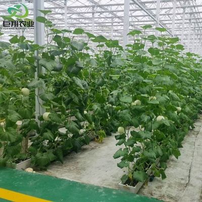 맞춤형 스판 8m 9.6m 12m 오징어 온실