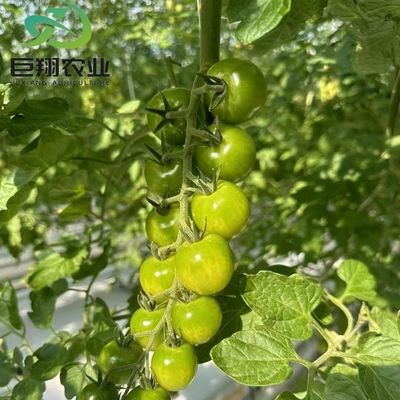 맞춤형 JX-글라스 온실 2023 냉각 시스템과 함께 Juxiang 농업 장비