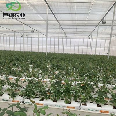 맞춤형 JX-글라스 온실 2023 냉각 시스템과 함께 Juxiang 농업 장비