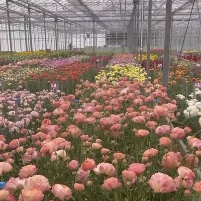 고객 맞춤형 두층 복합 유리 온실