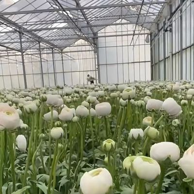 고객 맞춤형 두층 복합 유리 온실