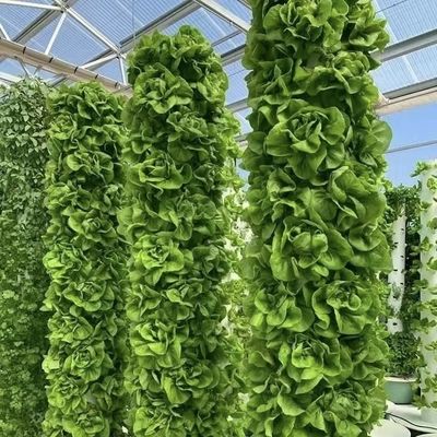 중국 원산의 꽃을 위한 유리 온실 천장 30일 반품 총 무게 100.000kg