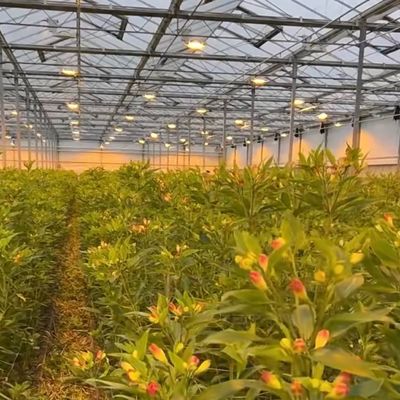 중국 원산의 꽃을 위한 유리 온실 천장 30일 반품 총 무게 100.000kg