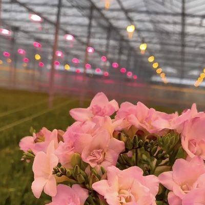 중국 원산의 꽃을 위한 유리 온실 천장 30일 반품 총 무게 100.000kg