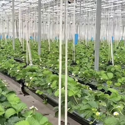 지속가능한 성장을 위한 대형 유리 온실 US 20/평방 미터 큰 크기