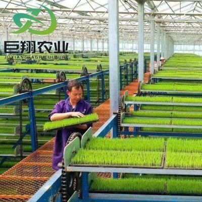 상업 농장용 농산물 온실 다발식 수식물 플라스틱 필름 제조