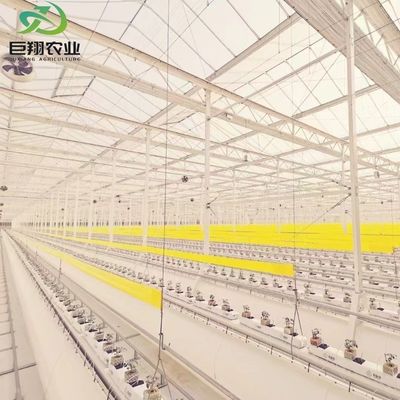 채소 토마토 오징어 딸기 PE 지붕 온실 다재다능하고 사용자 정의