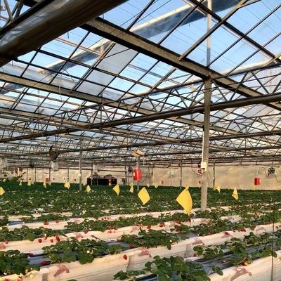 꽃 재배용 쌍층 수식 온실 패키지 총 무게 100.000kg