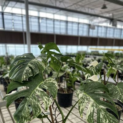 꽃 재배용 쌍층 수식 온실 패키지 총 무게 100.000kg