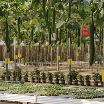 패키지 총 무게 100.000kg 단 유리 온실