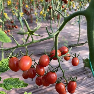패키지 총 무게 100.000kg 단 유리 온실