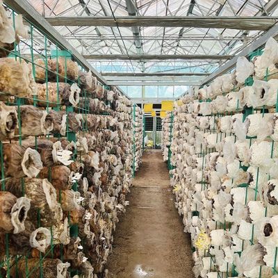 패키지 총 무게 100.000kg 단 유리 온실