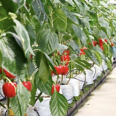 대형 온실 수식 시스템 및 성능 패키지 총 무게 100.000kg