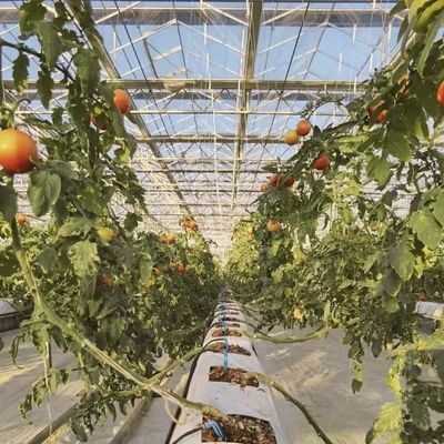 꽃을 키우기 위한 대형 중국산 유리 온실 전체 무게 100,000kg