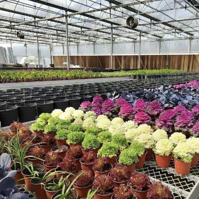 꽃을 키우기 위한 대형 중국산 유리 온실 전체 무게 100,000kg