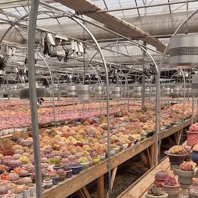 꽃을 키우기 위한 대형 중국산 유리 온실 전체 무게 100,000kg