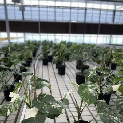 꽃을 키우기 위한 대형 중국산 유리 온실 전체 무게 100,000kg