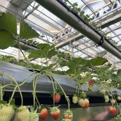 철강 구조 중국 원산지 건설 재료용 수성 유리 온실