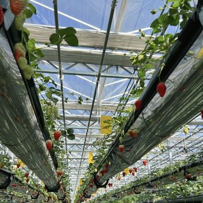 꽃을 위한 높은 빛 전달 유리 온실 패키지 총 무게 100.000kg