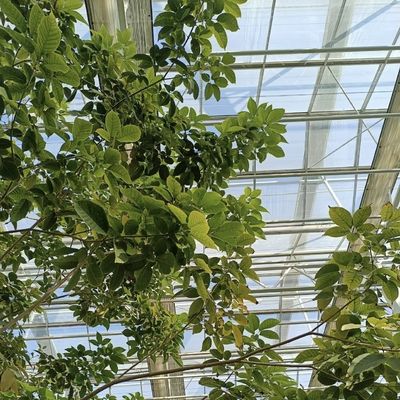 꽃을 위한 높은 빛 전달 유리 온실 패키지 총 무게 100.000kg