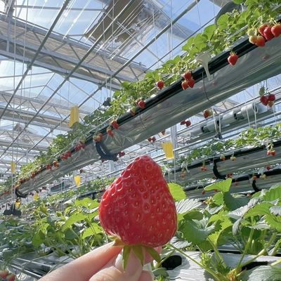 꽃을 위한 높은 빛 전달 유리 온실 패키지 총 무게 100.000kg
