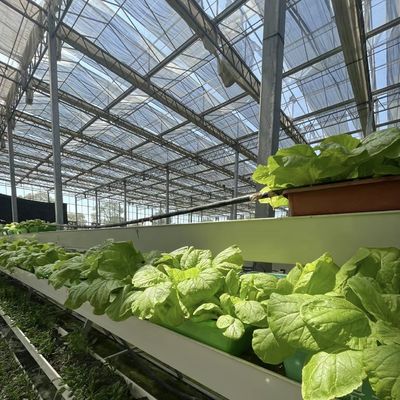 80.000kg 패키지 총중량 물방울 관개 유리 온실 채소