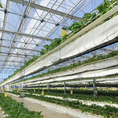80.000kg 패키지 총중량 물방울 관개 유리 온실 채소