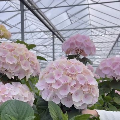 채소용 플로트 글래스 온실 다단계 설계 맞춤형 요청 받아
