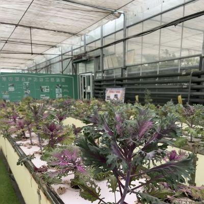 중국 원산의 유리 온실과 수식 채소 패키지 총 무게 80.000kg