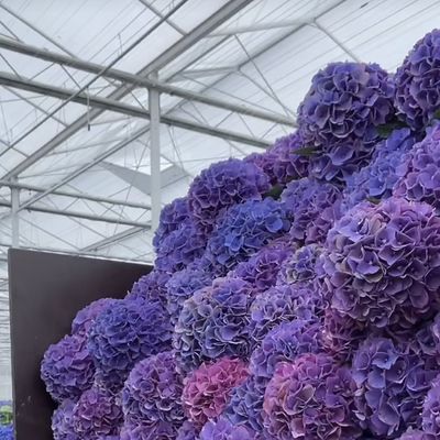 중국 원산의 유리 온실과 수식 채소 패키지 총 무게 80.000kg
