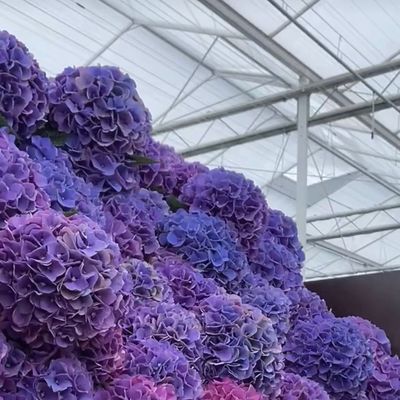 80.000kg 총중량 두층 유리 온실 채소 재배용 수식물